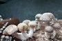 Shii-take - Tek iznikle gljive